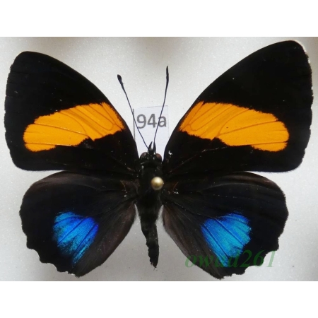 Callicore lyca aegina (C. & R. Felder, 1861) Peru94a
